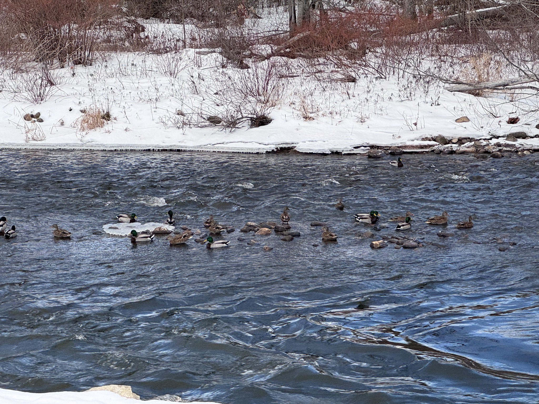 Featured image for “Save the Date – Duck Run is coming!”